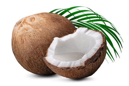 ココナッツ / coconut