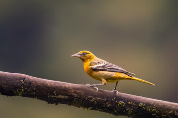 Female Baltimore oriole perched on a branch after territorial dispute, wild Icterus galbula bird profile portrait in Costa Rica. © Teresa