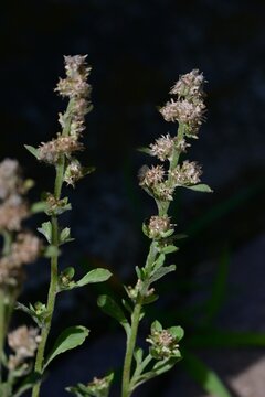Wandering cudweed. Asteraceae biennial weed native to tropical America. It features spatula-shaped leaves covered in downy hairs and produces brownish flower heads.