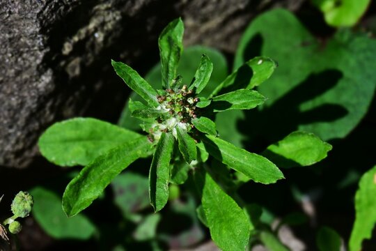 Wandering cudweed. Asteraceae biennial weed native to tropical America. It features spatula-shaped leaves covered in downy hairs and produces brownish flower heads.