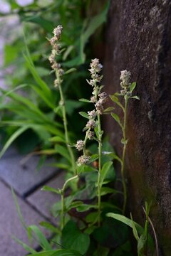 Wandering cudweed. Asteraceae biennial weed native to tropical America. It features spatula-shaped leaves covered in downy hairs and produces brownish flower heads.