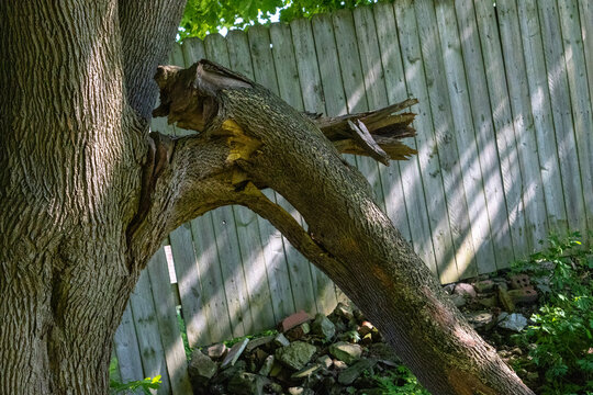 large broken tree limb leaning near a wooden fence in a backyard