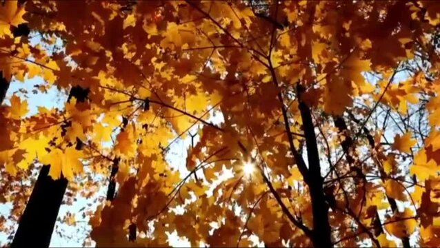 The beauty of maple leaves shifting to golden yellow, orange, and red hues. Warm sunlight filters through the gaps between the branches, creating an atmosphere that is serene, peaceful, 