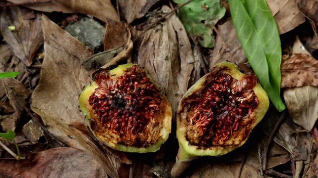 Closeup high angle video of an Agaonidae fig wasp emerging from a fallen fruit of the cluster fig tree, Ficus auriculata, on the forest floor during summer in Himachal Pradesh, India.