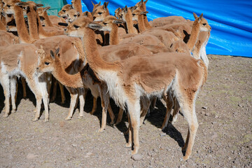 Fototapeta premium Newly shorn vicuñas grouped by a blue tent in dirt corral during chaku