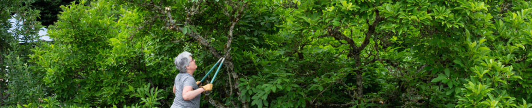 Senior woman standing on the asphalt shingles of house roof with loppers cutting branches on a magnolia tree to prune branches from rooftop, homeowner garden maintenance
