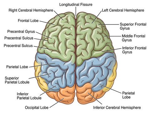 Human brain diagram showing frontal, parietal, and occipital lobes