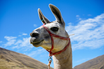Fototapeta premium White llama face close-up with red halter, blue sky and Andean mountains behind