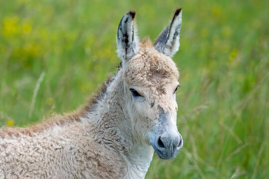 3 Week old Persian Onager foal (Equus hemionus onager).