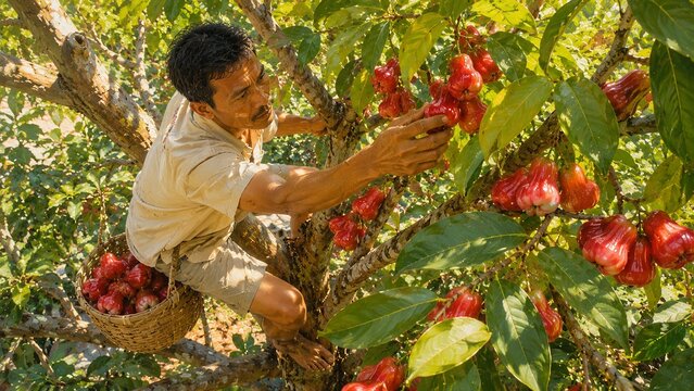 Farmer carefully harvesting ripe wax apples from a lush tropical tree with a woven basket, warm golden sunlight, vibrant foliage, realistic orchard scene, sharp focus, rich natural colors.