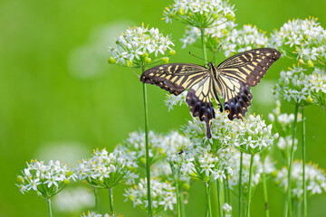 白い花の蜜を吸うナミアゲハ(Asian Swallowtail) © 水玉模様
