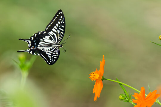 キバナコスモスに寄って来るナミアゲハ(Asian Swallowtail)