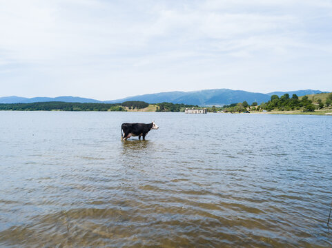 Aerial view of a cow standing in the shallow water of yazovir Zhrebchevo with rolling hills and a submerged building in the background in Bulgaria.