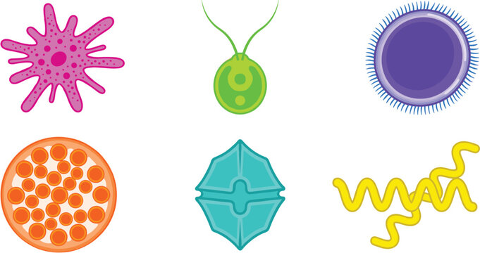 Microbiology Vector Icon Set Featuring Microorganisms and Cells Including Amoeba Chlamydomonas Paramecium Algae Diatom and Spirulina Bacteria for Science Education