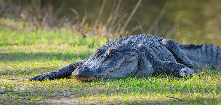 Prehistoric American Alligator in ambush mode basking on a walking trail at Harris Neck Wildlife Refuge in Georgia. 