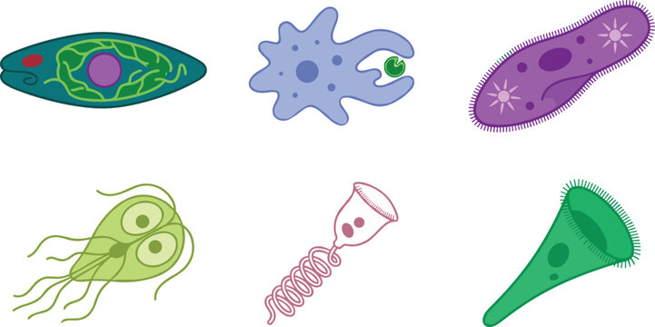 Microbiology Vector Icon Set Featuring Protozoa and Microorganisms Including Euglena Amoeba Paramecium Giardia Vorticella and Stentor for Scientific Education Designs