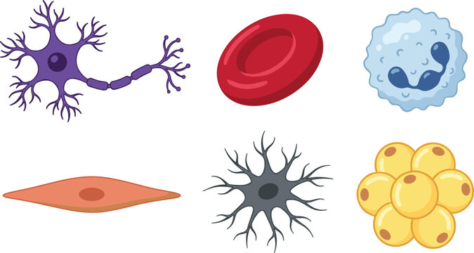 Human Body Cell Type Vector Icon Set Featuring Neuron Red Blood Cell White Blood Cell Smooth Muscle Osteocyte and Adipocyte for Medical Science Education