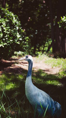Fototapeta premium Elegant Red-Crowned Crane Standing in Natural Green Habitat