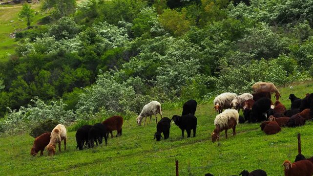 Different livestock graze in mountainous areas with different vegetation. Daylight saving time.