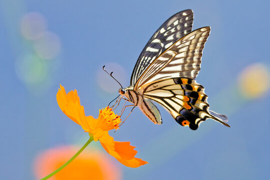 河原で花蜜を吸うナミアゲハ(Asian Swallowtail)