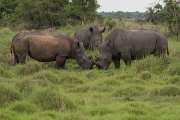 Fototapeta premium White rhinoceros (Ceratotherium simum) with calf in natural habitat, South Africa