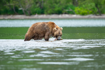 Ruling the landscape, brown bears of Kamchatka (Ursus arctos beringianus) © vaclav