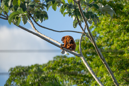 Howler monkey perched on tree branch in lush green forest canopy with wildlife tropical environment