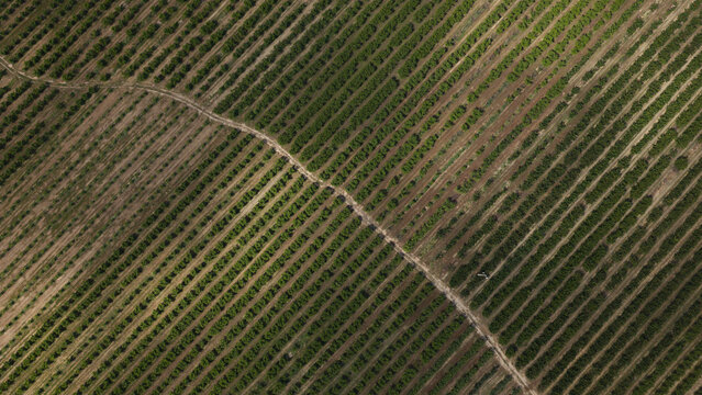 Aerial view of a cherry tree plantation with rows of trees and agricultural irrigation systems in Portugal.