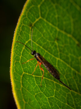 Parasitic ichneumon wasp resting on a vibrant green leaf with prominent veins, macro stock photo of an insect in nature