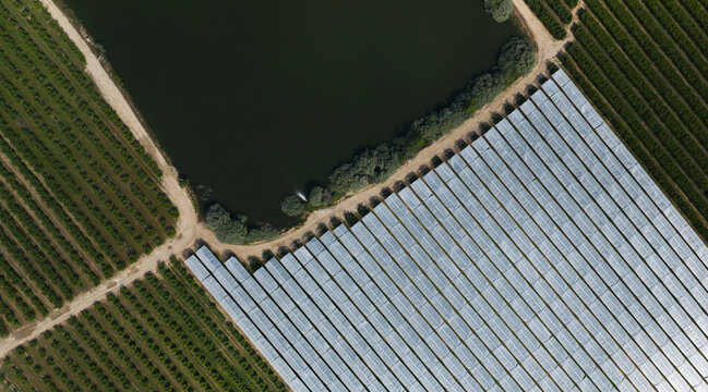 Aerial view of a cherry tree plantation with rows of greenhouses and an adjacent water reservoir for agricultural irrigation in Portugal.