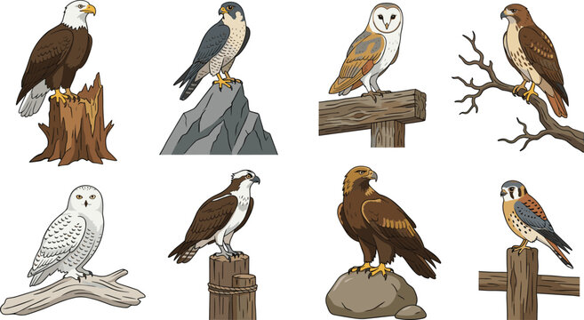 Set of predatory birds and raptors illustration featuring eagle, falcon, owl, hawk, and osprey species