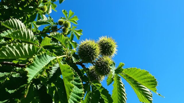 Green chestnuts in spiky husks on a branch under blue sky