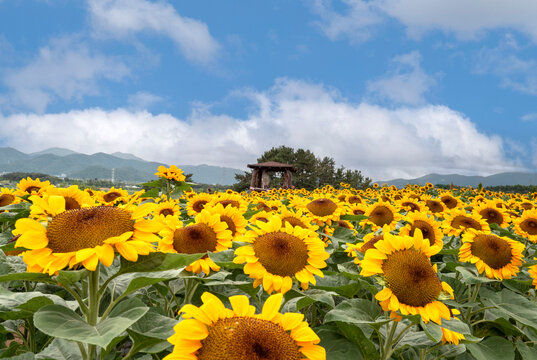 경상남도 함안군 강주 해바라기축제장의 이모저모.
집이나 상가에 걸어두면 부자가 된다는 해바라기꽃 모음