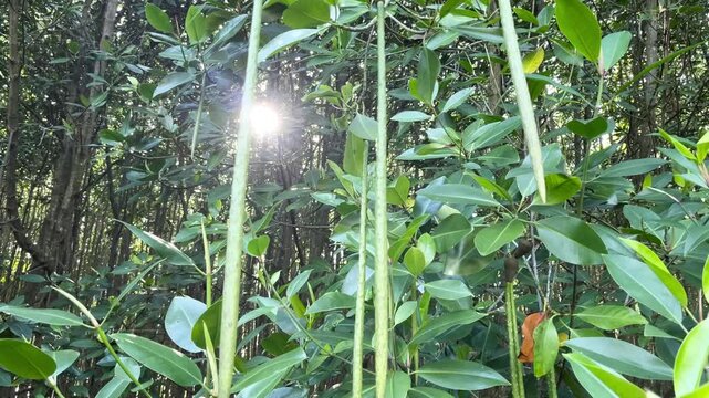 Green Mangrove Propagule of Bruguiera Species Hanging on Tree Showing Viviparous Seed Development in Coastal Ecosystem