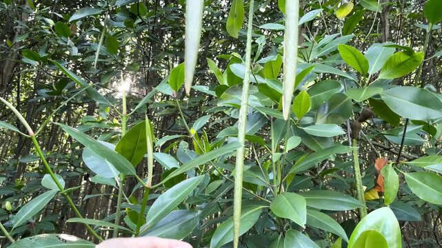Green Mangrove Propagule of Bruguiera Species Hanging on Tree Showing Viviparous Seed Development in Coastal Ecosystem