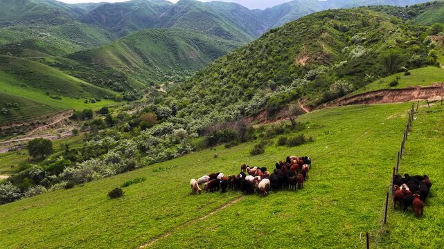 Different livestock graze in mountainous areas with different vegetation. Daylight saving time.