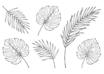 Seamless tropical foliage botanical engraving pattern isolated on white background © Sadhana