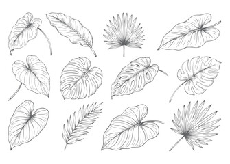 Seamless tropical foliage botanical engraving pattern isolated on white background © Sadhana