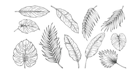 Seamless tropical leaf botanical engraving pattern isolated on white background © Sadhana