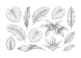Exotic tropical leaves engraving collection in antique botanical style © Sadhana