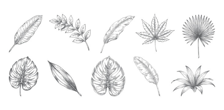 Seamless tropical leaf botanical engraving pattern with vintage foliage