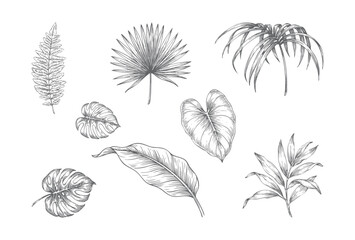Vintage engraved tropical foliage botanical illustration isolated on white © Sadhana