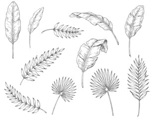Botanical foliage engraving set featuring assorted tropical leaf specimens © Sadhana