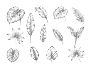 Botanical foliage engraving set featuring assorted tropical leaf specimens © Sadhana