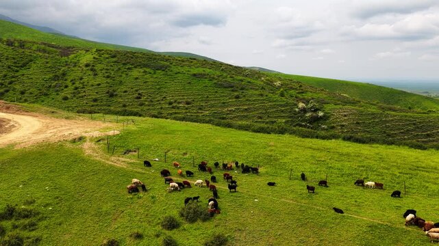 Different livestock graze in mountainous areas with different vegetation. Daylight saving time.