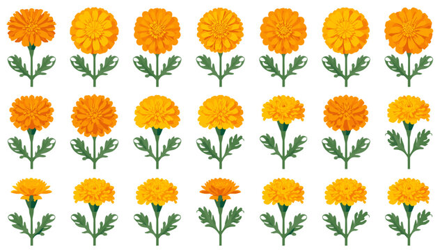 A collection of 24 illustrations of marigold flowers in various stages of bloom and different sizes, all rendered in a consistent artistic style with green stems and leaves.