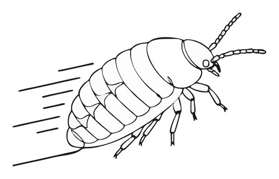 Pillbug woodlouse line art vector icon macro close-up. Generative AI