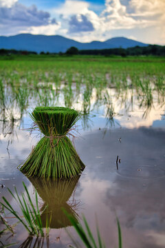 A tied bundle of green rice seedlings placed in flooded water with a perfect reflection in a paddy field.