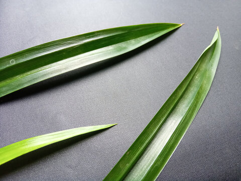 Fresh green pandan leaves placed diagonally on dark textured black background