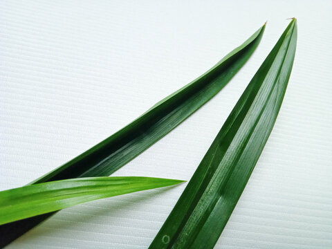 Fresh green pandan leaves arranged diagonally on white corrugated plastic background